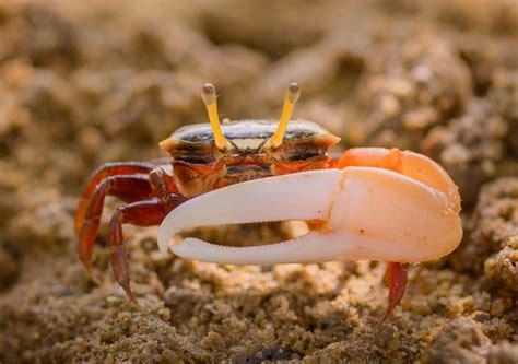 What Do Fiddler Crabs Look Like When Molting at Hayley Chipper blog
