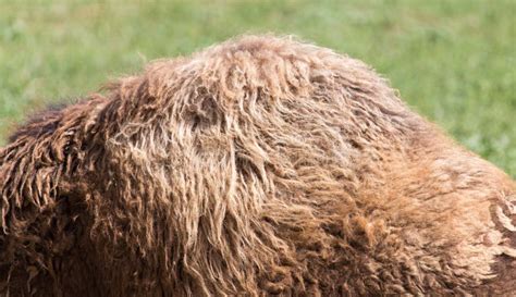Camel`s hump stock photo. Image of side, closeup, detail - 102577480