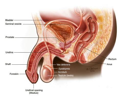 Male Pelvic Anatomy | Illustr8.science