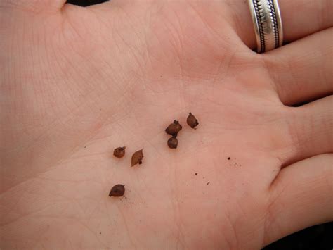 red worms concordia greenhouse vermicompost