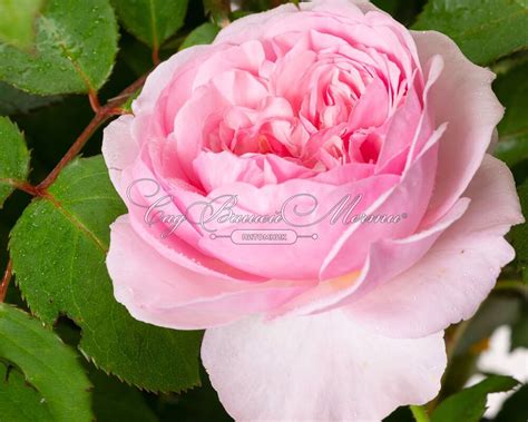 Роза Olivia Rose Austin (Оливия Роуз Остин) - Розы английские ...