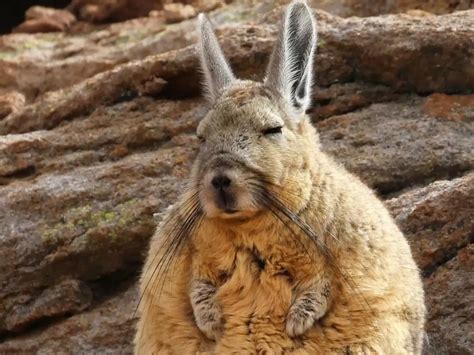 meet viscacha  perpetually sleepy disappointed  creature