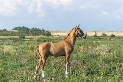 Донские лошади: фото, экстерьер, виды, разведение, стоимость
