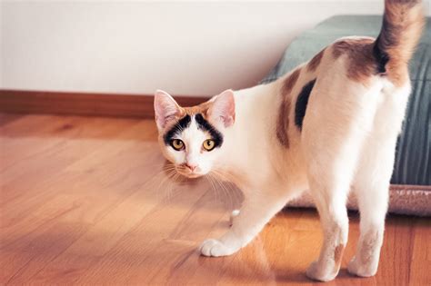 Cat Butt