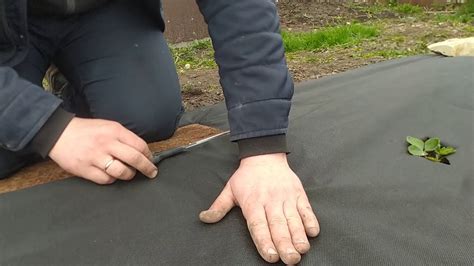 "НЕТ!" сорнякам в клубнике! Как сделать, чтобы не было сорняков в ...