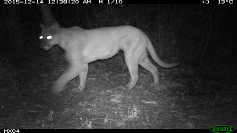 11 Amazing Camera Trap Photos from Mexico Taken By Kids - Stephanie ...