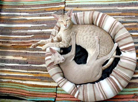 250+ Superb Siamese Cat Names | The Dog People by Rover.com