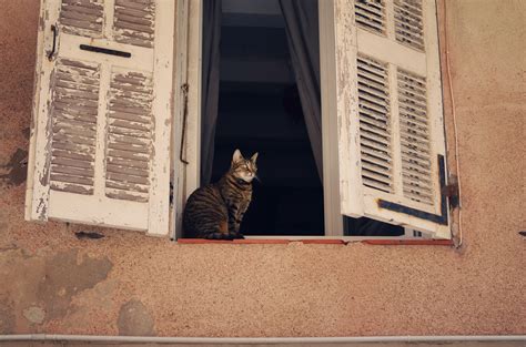 Коты на стенах домов - фото