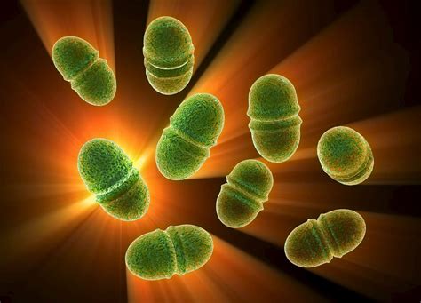Enterococcus Faecalis: Causes and Treatment