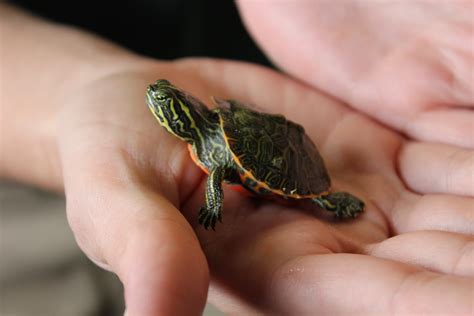Turtles In Freshwater