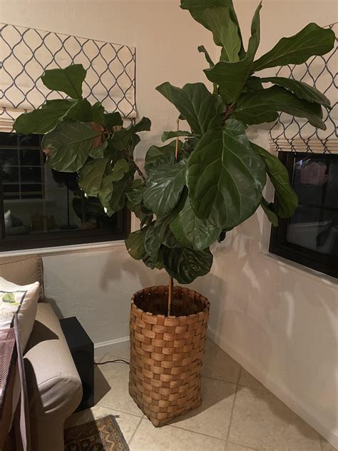 Mom is having a mosquito infestation & pest control is suspecting they