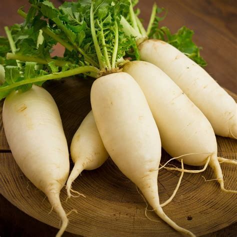 Radish- Daikon seeds | The Seed Collection
