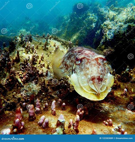 Cuttlefish on Reef in Principe Island Stock Image - Image of cuttlefish ...