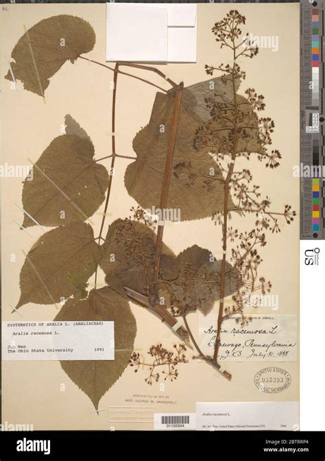 Aralia racemosa L Stock Photo - Alamy