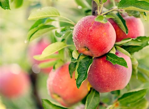 Fruit Trees - Home Gardening Apple, Cherry, Pear, Plum: Apple Fruit ...