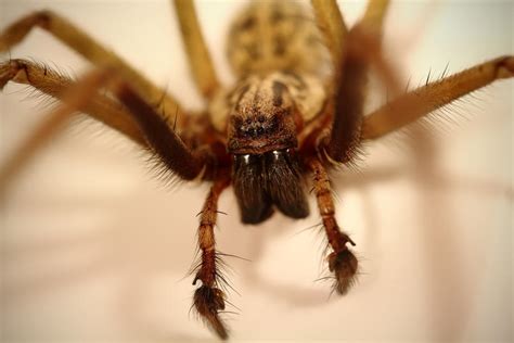 Tegenaria gigantea - Giant House Spider - Male by TheTyro on DeviantArt