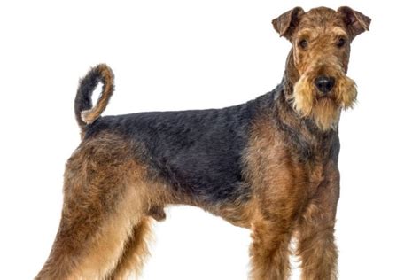 Airedale Terrier Size: Weight, Height, And Growth Chart