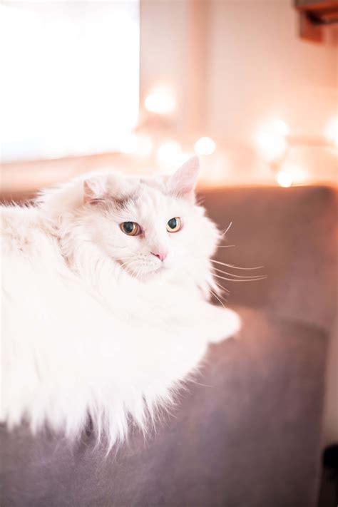 Download Lazy Cute Cat PFP Wallpaper | Wallpapers.com