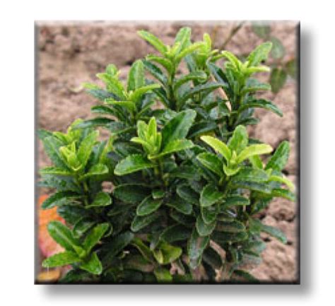 Euonymus japonicus Microphila green / Микрофила Зелена