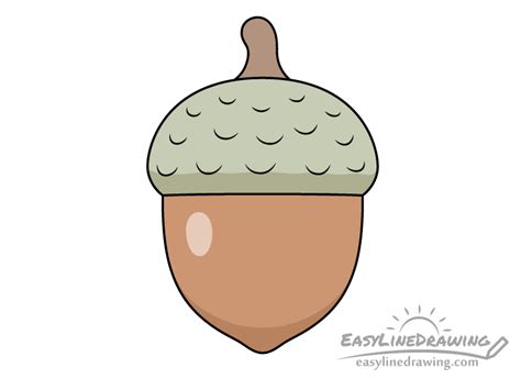 draw  acorn step  step easylinedrawing