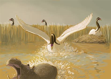 Giant Swan (Cygnus falconeri) chasing away a Dwarf Hippopotamus : r ...
