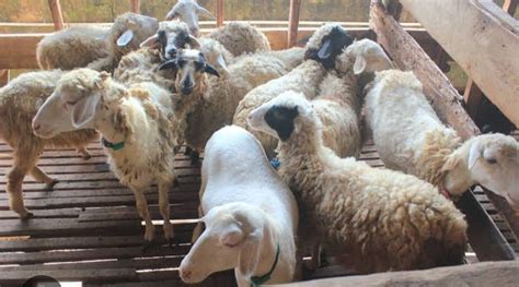 hasil ternak domba bisa menghasilkan kauntungan  cukup lumayan