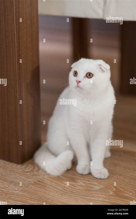 white scottish fold kitten, cute cat Stock Photo - Alamy