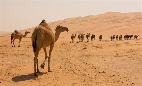 Qual A Velocidade Máxima De Um Camelo - Curiosidades sobre os camelos - Meus Animais