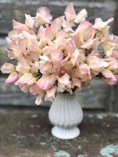 Sweet Pea - Kiera Madeline – The Farmhouse Flower Farm