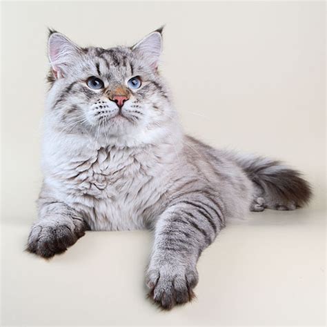 Течка у кошек