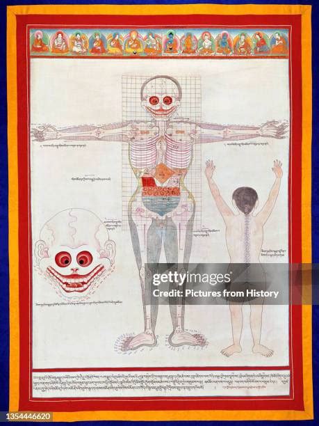 traditional chinese medicine body organs   premium high res