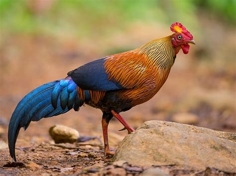 4 Jenis Ayam Hutan Langka - Peternak Ayam Cemani dan Kedu