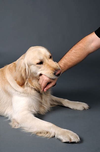 dog biting arm stock  pictures royalty  images istock