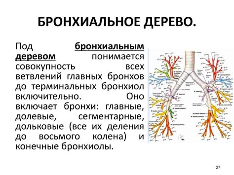 Функциональная анатомия дыхательной системы (Systema respiratorium ...
