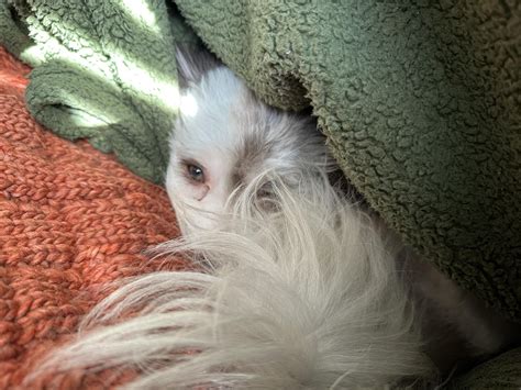 luxating patella : r/Havanese