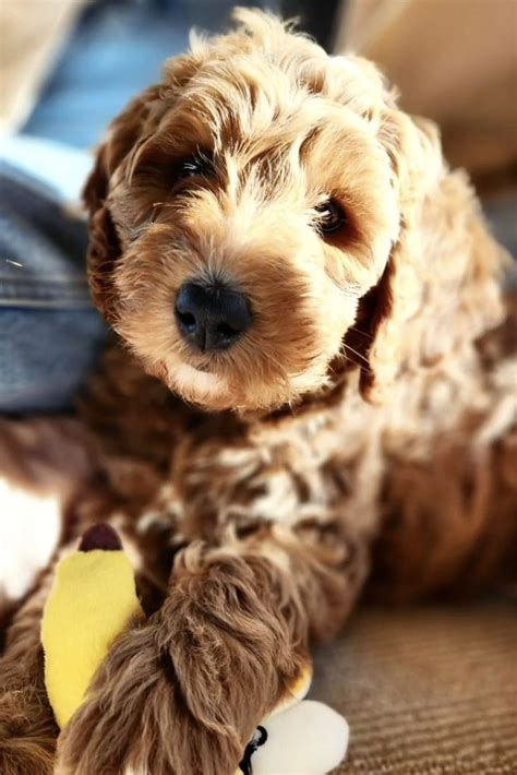 Golden Retriever Poodle Mix (Goldendoodle Breed Guide)