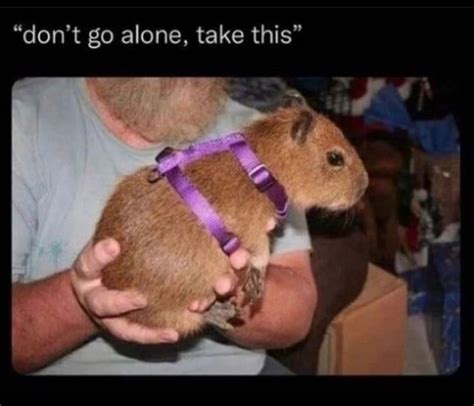 Cute and Astonishing Pics of Capybara You Have to See — Funny Pictures