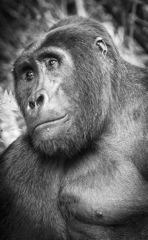 Silverback in Waiting | Smithsonian Photo Contest | Smithsonian Magazine