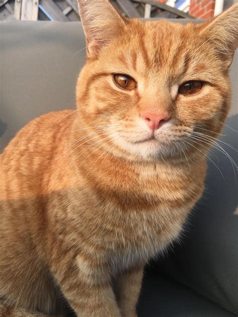 Saw one of our kittens all grown up at the weekend, he’s such a model