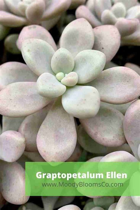 Graptopetalum - Moody Blooms