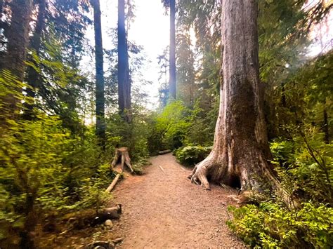 Hiking Hall of Mosses Trail - Olympic National Park