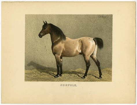 Emil Volkers - Norfolk - Norfolk Trotter - Norfolk Pferd. Extinct. For ...