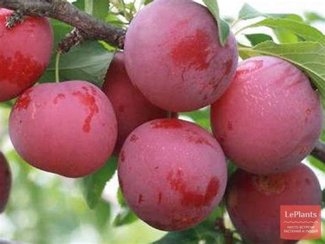 Алыча 'Несмеяна' — описание сорта, характеристики | на LePlants.ru