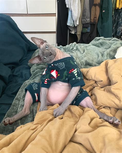 Simon the Sphynx & Spicy Peach (@simon_the_sphynx) • Instagram photos