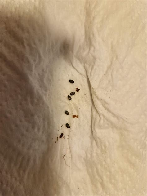 Sind das stabheuschrecken eier? (Insekten, Terrarium)