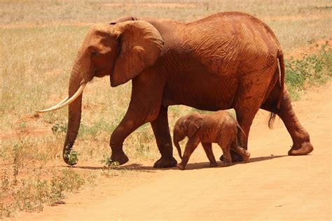 1,000+ Best Elephants Photos · 100% Free Download · Pexels Stock Photos