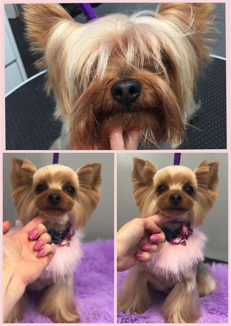 how to cut a yorkie's hair