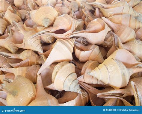 white conch shell stock photo image  white flat closeup