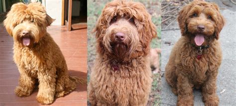 Australian Labradoodle Association | Labradoodle Coat Colours