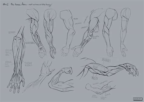 human arm  gregor kari   art